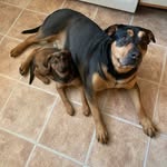 Brooklyn & Curry🐾 - @mixedbreedbesties - Instagram