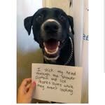 BROOKLYN DELEON - @animal_memes_2018_deleon_brook - Instagram