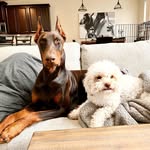 Brooklyn & Duke - @brooklyn_n_duke - Instagram