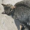 Brooklyn Duke - @kittengamingred2 - TikTok