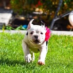 Brooklyn Escobar - @brooklyne.pupper - Instagram