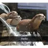 Brooklyn_has_a_dog - @brooklynbarfield2 - TikTok