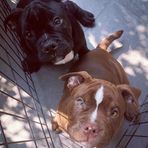 American bully brooklyn &amp; floyd - Facebook
