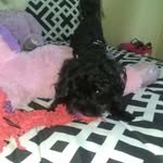 Brooklyn Garner - @brooklyn_bestpet - Instagram