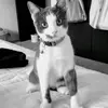 Brooklyn George - @brooklyn.george8 - TikTok