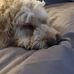 Corey Getzel - Facebook