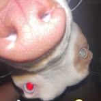 Brooklyn Gross - Facebook