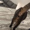 MrsMeowzers - @brooklynhaleyv - TikTok