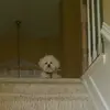 brooklynhardy - @brooklynisapoopybutt - TikTok