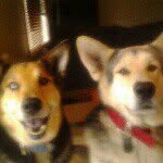 Brooklyn thrasher - @animal_o_animals - Instagram
