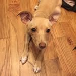Brooklyn Tran - @brooklyn_the_newyorkina - Instagram
