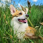 Brooklyn - @brooklyn_welsh.corgi.pembroke - Instagram