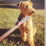Brooklyn The Wonder Welsh - @brooklyn_the_wonder_welsh - Instagram