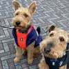 Delaney Brooklyn welsh terrier - @welshterrierpuppies - TikTok