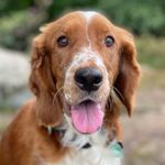 Phoebe The Brooklyn Welshie - @phoebethebrooklynwelshie - Instagram