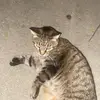 brooklynwhitehead7 - @__hemi_vr__ - TikTok