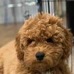 Winston - @winstonofbrooklyn - Instagram