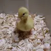 children nugges - @brooklynnbecker24 - TikTok