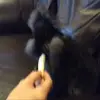 Brooklyn Poe  - @dabbydogyy - TikTok