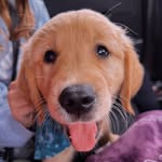 barley brooks 🐾🐾 - @lifeofbarleybrooks - Instagram