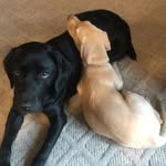 Brooks | Barley - @brooksandbarley - Instagram