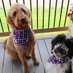 Brooks & Barley Hutton - @brooksandbarleythedoods - Instagram