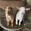 Brooks And Barley 🐐 - @brooksandbarley - TikTok