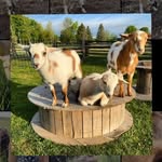Brooks, Barley & Brechin - @brooks_barley_brechin - Instagram