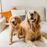 Brooks & Boone the Goldens - @brooksandboone - Instagram