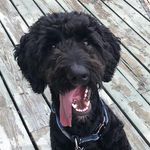Brooks Hamilton - @brooksybernedoodle - Instagram