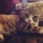 Bruce the Alien Cat - @brucealiencat - Instagram