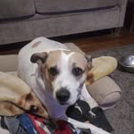 Bruce Allred - @bruceallred2006 - Instagram