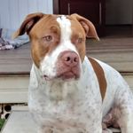 Bruce Almeida - @brucepiitbull - Instagram