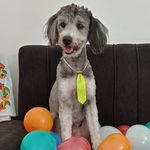 Bruce Wayne Almeida - @bruce_dogwayne - Instagram