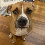 Bruce - @bruce_walter_willis_bruno - Instagram