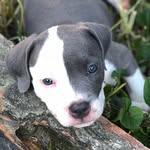 🅑🅡🅤🅒🅔🐺                      🦇 - @bruce.amestaff - Instagram