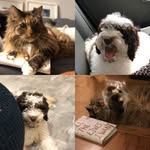 Bruce + Olive - @bruceandolivepilerilang - Instagram