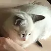 Bruce & Olive - @bruceandolive - TikTok