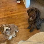 Bruce & Ozzy - @bruce.and.ozzy.finnegan - Instagram