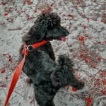 Bruce Alexander Carvalho - @bruceando_ - Instagram