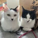 Bruce and Olive - @bruce.and.olive - Instagram