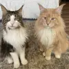 Bruce and Oliver - @bruceandoliver - TikTok