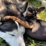 Bruce and Ollie - @bruce_and_ollie - Instagram