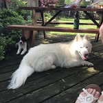 Bruce and Ophelia - @bruceandophelia - Instagram