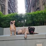 Bruce and Otis - @onlypaws_bruce.and.otis - Instagram