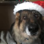 @bruceandollie - Instagram