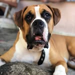 Bruce Andrade - @bruce_dog_boxer - Instagram