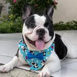 Bruce Andrade 🐶 - @bruce_bulldog2020 - Instagram