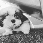Bruce andrade sampaio silva - @bruce.silva.dog - Instagram