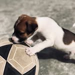 Surtadex🐶💙 - @bruce_andrade_c - Instagram
